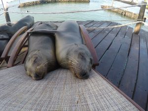 Two seals cuddling