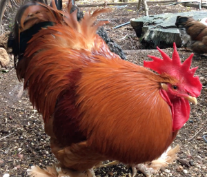 Rooster in the chicken yard 