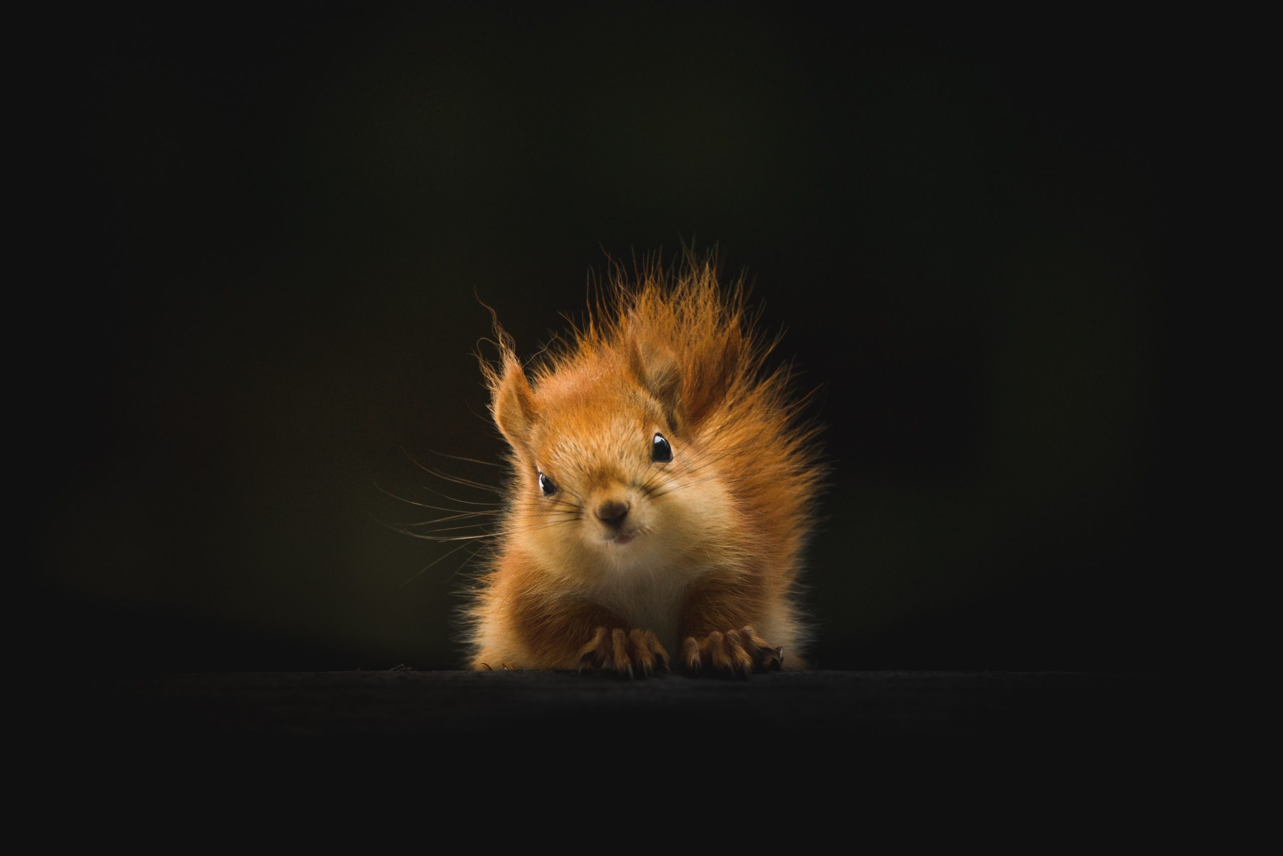 squirrel with standup hair